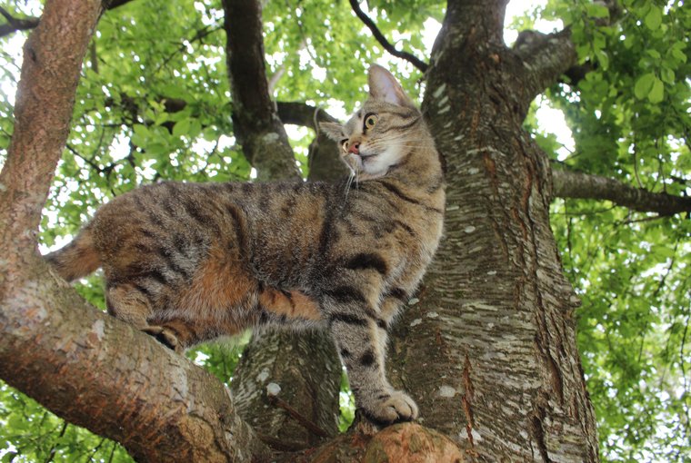 Syla, "Diese Katze ist die Sonne selbst", Juni 2019